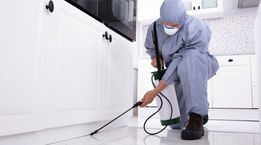 Professional rodent exclusion services in Old Marco - Rodent Exclusion Old Marco